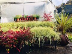 Kareks - Carex oshimensis