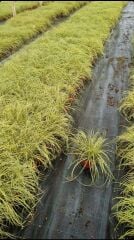 Kareks - Carex oshimensis