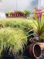 Kareks - Carex oshimensis