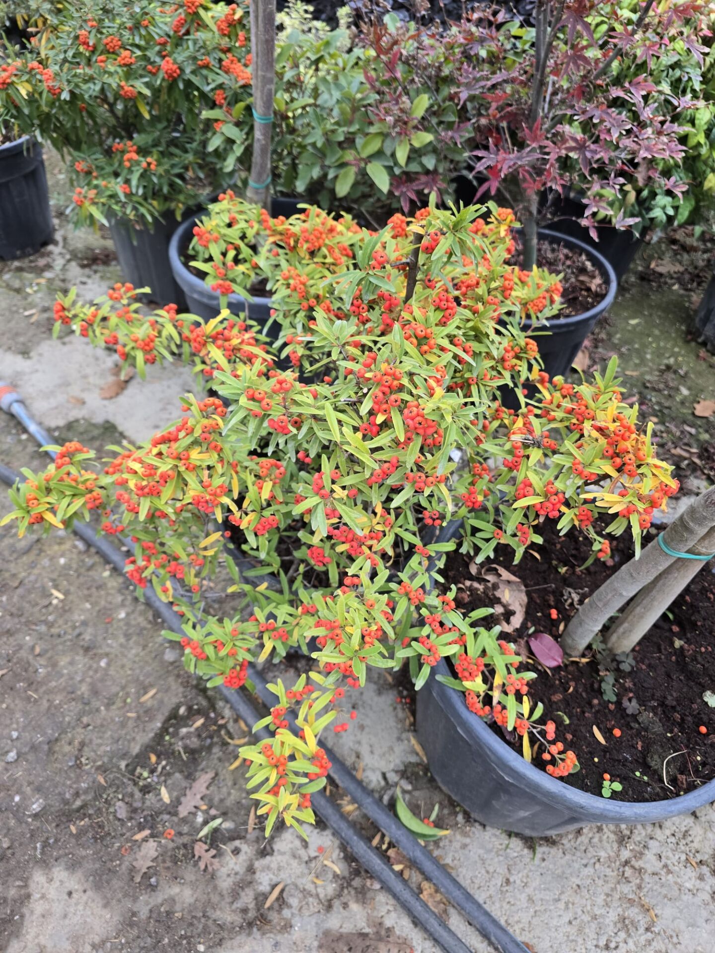 Ateş Dikeni - Pyracantha coccinea