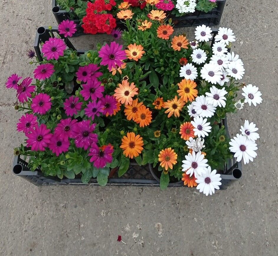 Bodrum Papatyası - Osteospermum fruticosum