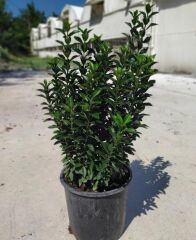 Yeşil Alacalı Çıtır Taflan - Euonymus japonica microphyllus–Aureovariegata