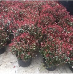 Bodur Alev Çalısı- Photinia fraseri nana