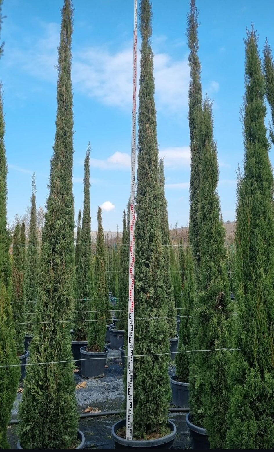 Kalem Servi - Cupressus sempervirens stricta