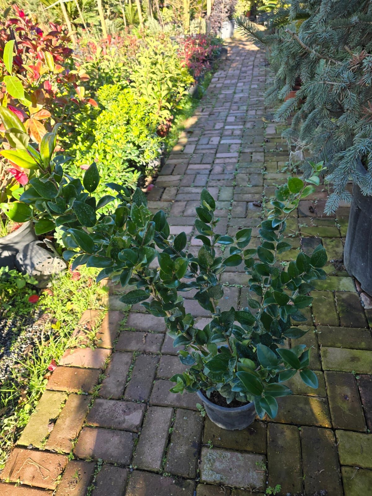 Kurtbağrı geniş yapraklı - Ligustrum japonicum texanum