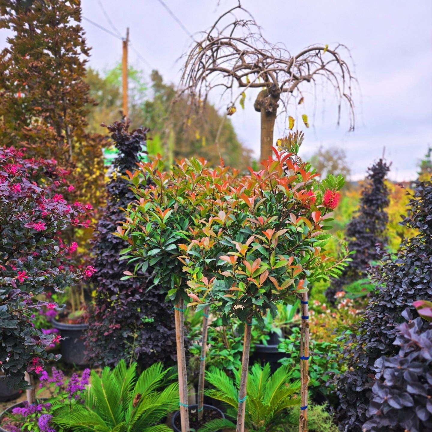 Tijli Alev Çalısı - Photinia x fraseri CARRÉ ROUGE