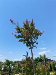 Oya Ağacı - Lagerstroemia indica