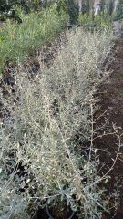 Zeytin Çalısı - Teucrium fruticans azureum