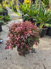 Nandina domestica fire power - Bodur Cennet Bambusu