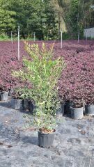 Nandina domestica - Boylu Cennet Bambusu