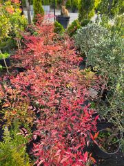 Nandina domestica - Boylu Cennet Bambusu