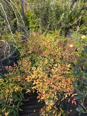 Nandina domestica - Boylu Cennet Bambusu