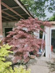 Ters Kırmızı Yapraklı Japon Akçaağaç - Acer Palmatum Dissectum Atropurpureum