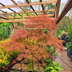 Ters Kırmızı Yapraklı Japon Akçaağaç - Acer Palmatum Dissectum Atropurpureum