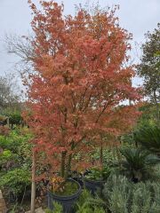 Japon Akçaağaç - Acer Palmatum Dissectum Garnet