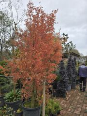 Japon Akçaağaç - Acer Palmatum Dissectum Garnet