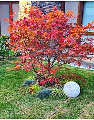 Japon Akçaağaç - Acer Palmatum Dissectum Garnet