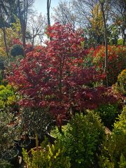 Japon Akçaağacı - Acer Palmatum Skeeters Broom