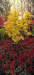 Japon Akçaağacı - Acer Palmatum Skeeters Broom