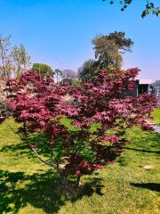 Japon Akçaağacı - Acer Palmatum Skeeters Broom