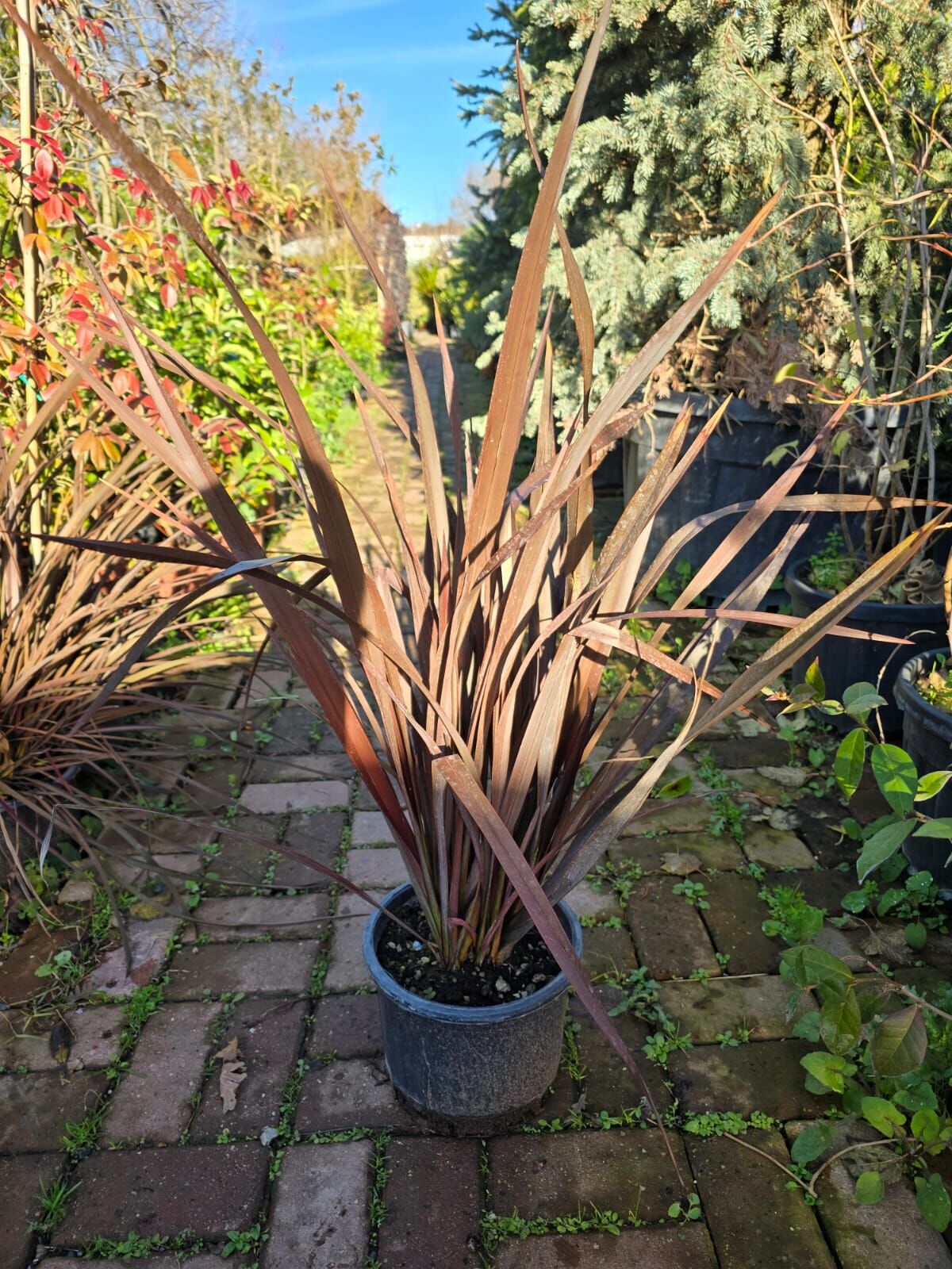 Phormium tenax atropurpureum - Kırmızı Yapraklı Yeni Zelanda Keteni