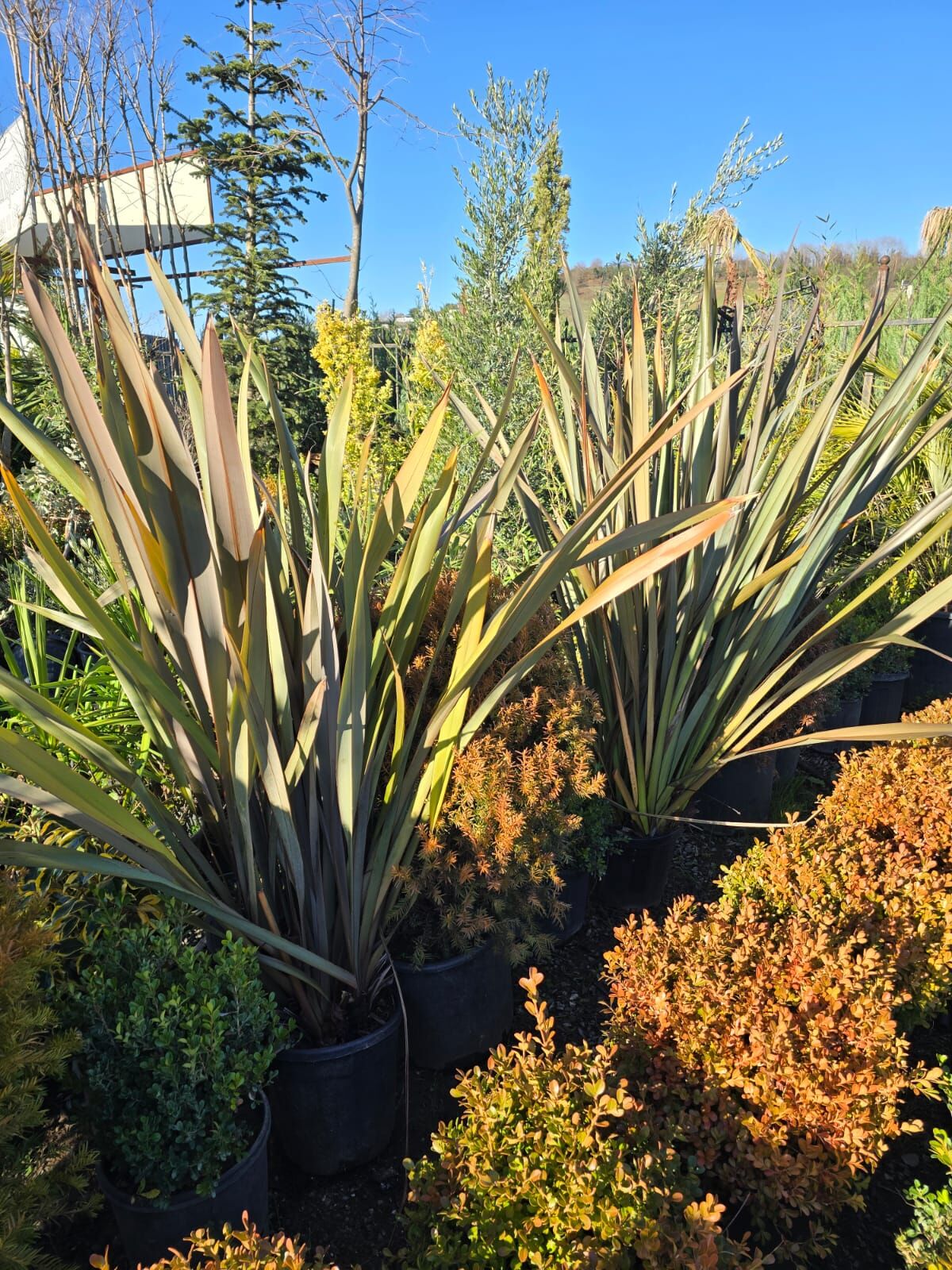 Phormium Tenax Variegata - Formium Alacalı - Alacalı Yeni Zelanda Keteni