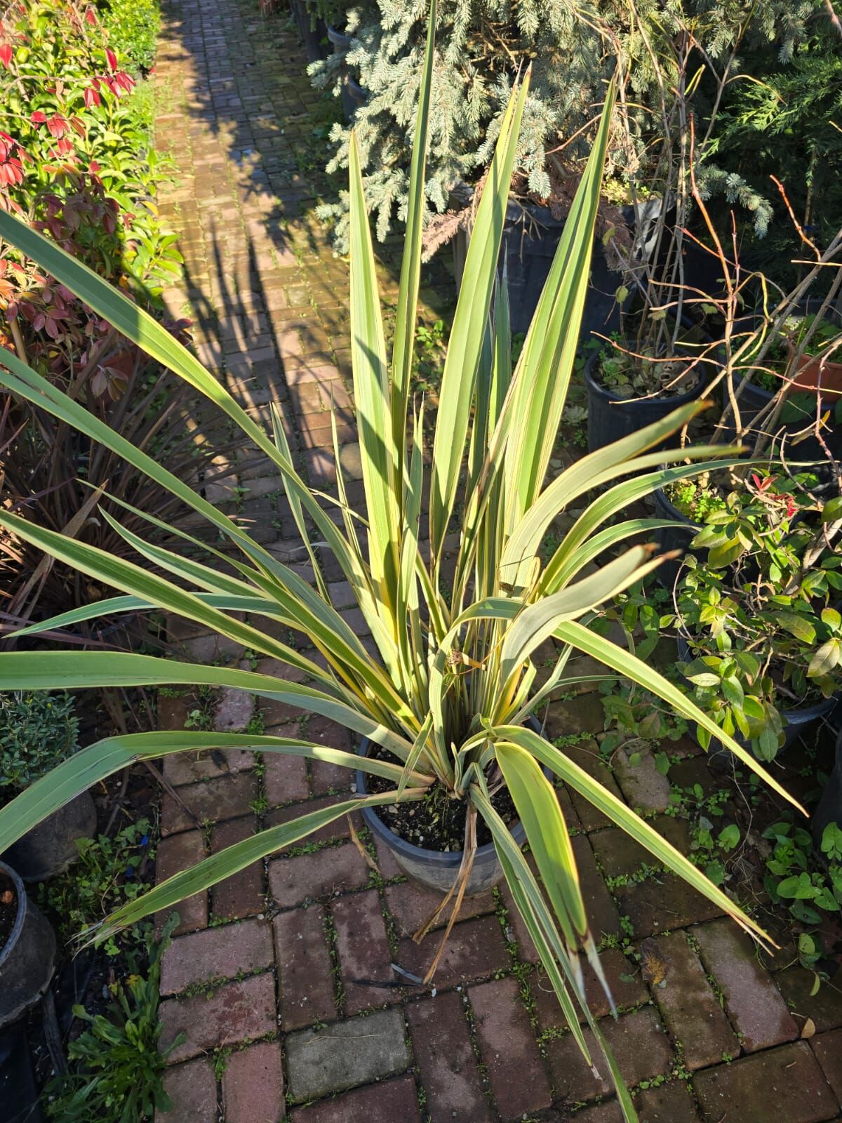 Phormium (Formium ) cookianum - Yeşil Yapraklı Yeni Zelanda Keteni