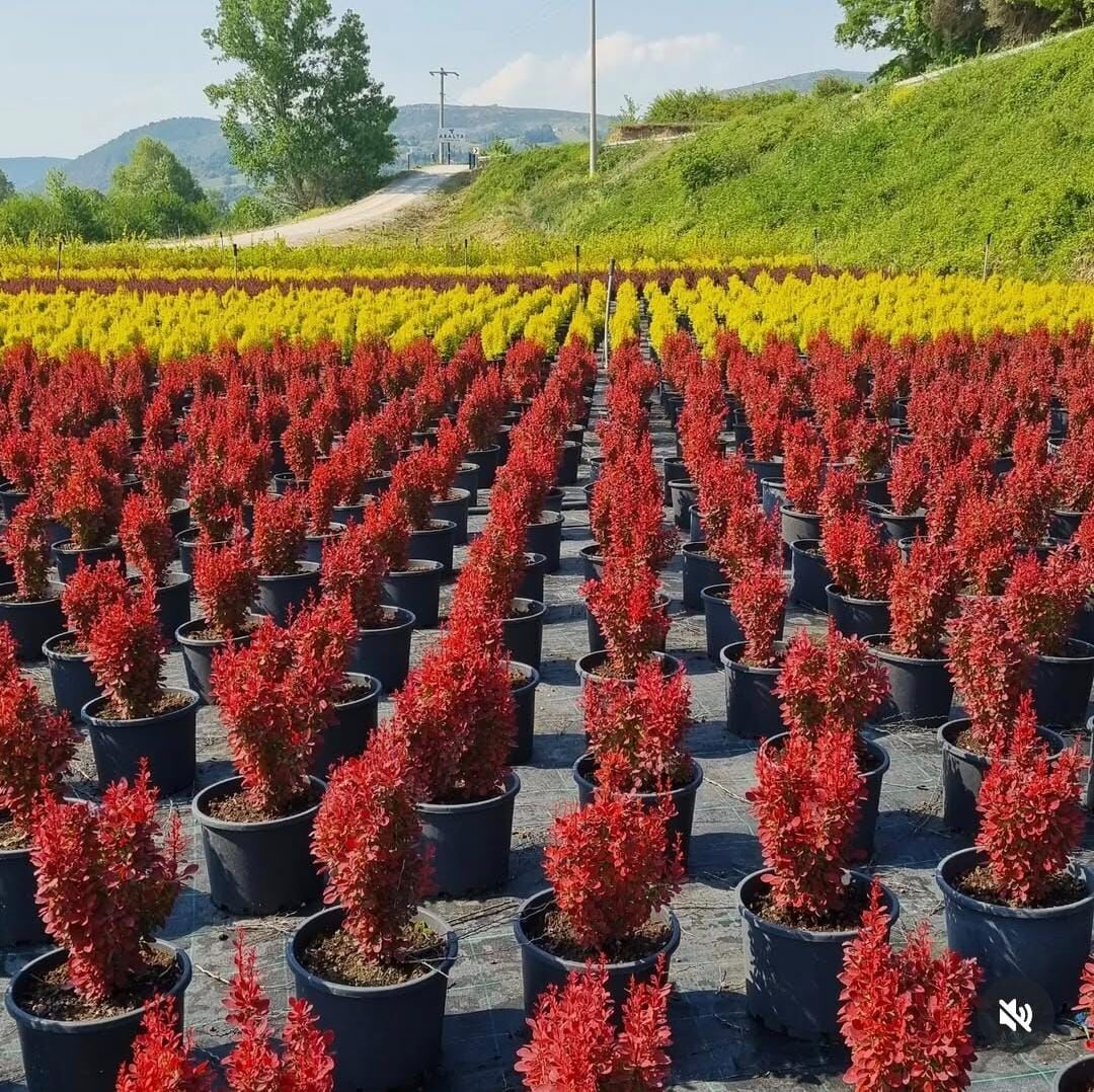 Berberis - Kadın Tuzluğu - Berberis Thunbergii