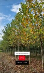 Çınar Ağacı - Platanus orientalis