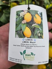 BODUR LİMON MAYER - LEMON - Citrus Lemon ( L ) Burm