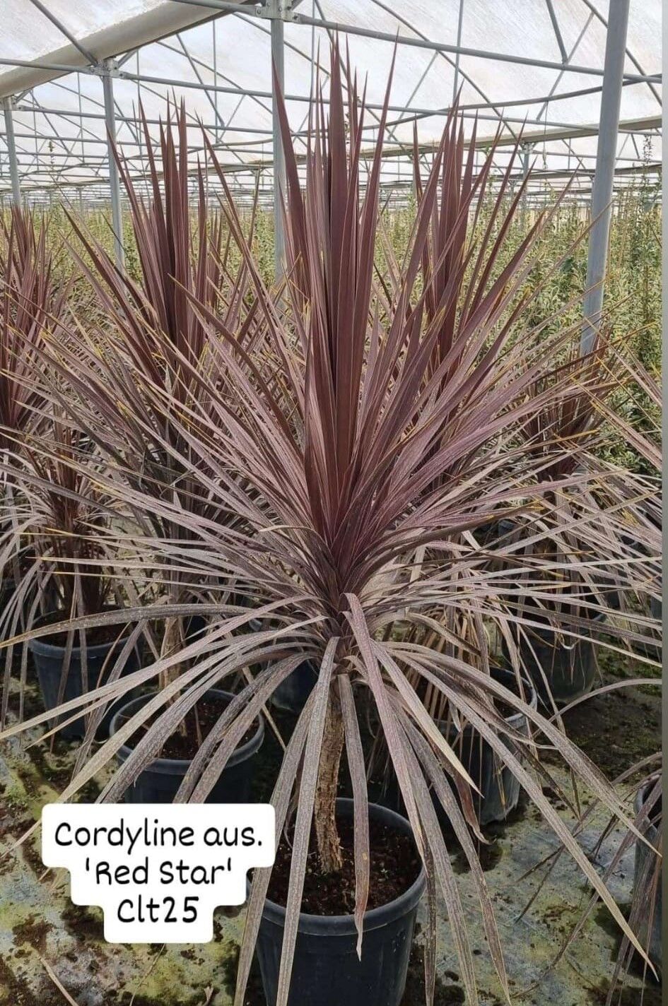 Kızıl Kordilin Bitkisi - Cordyline aus Red Star