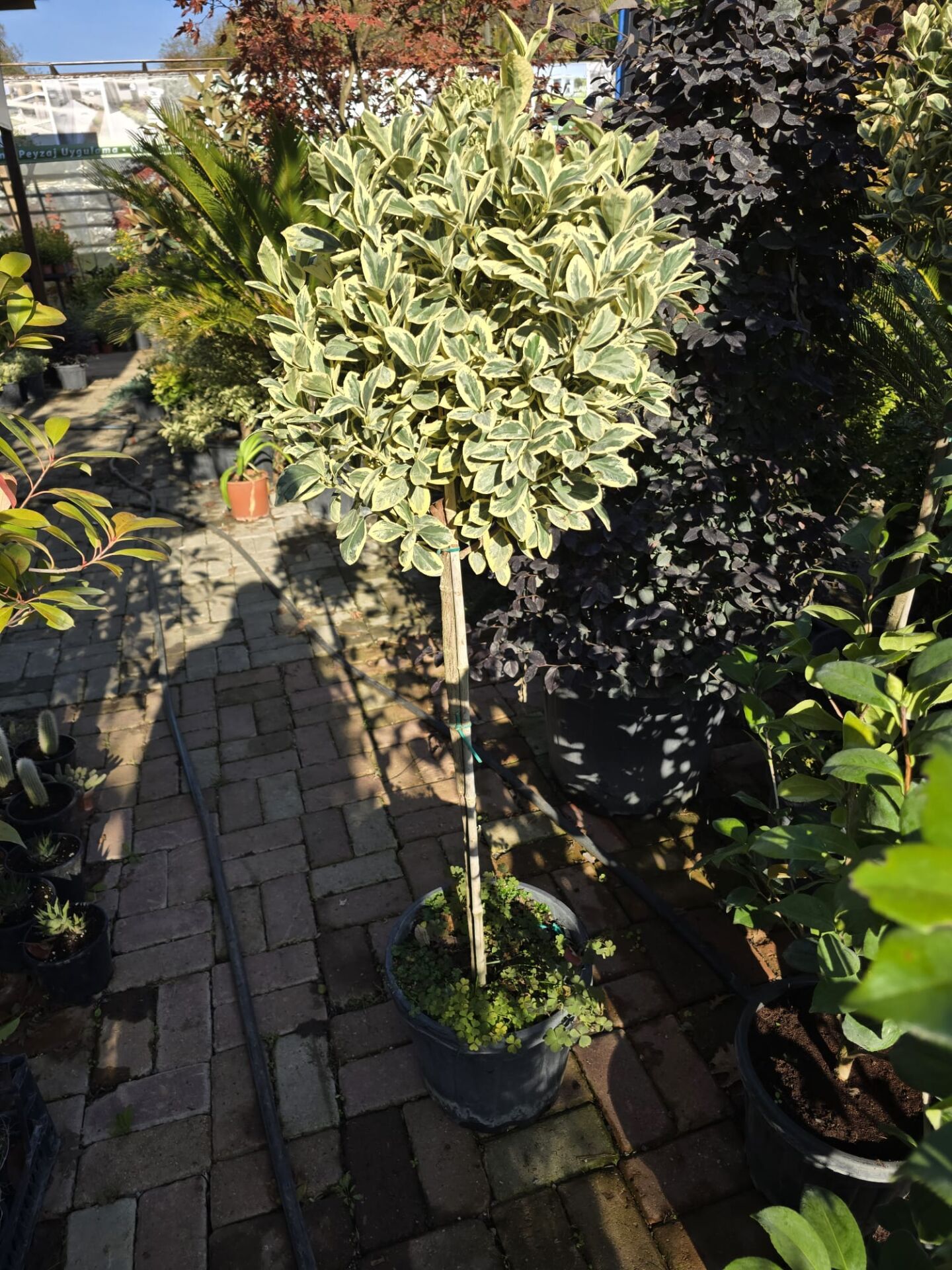 Tijli Euonymus Japonicus Bravo