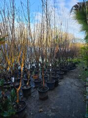 Meyve Ağacı / Şeftali Ağacı - Elegant Lady - Prunus Persica L.