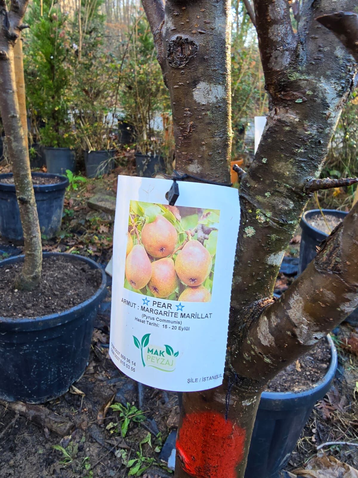 Meyve Ağacı / Armut Ağacı - Margarite Marillat - Pyrus Communis L.