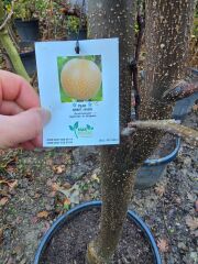 Meyve Ağacı / Armut Ağacı - Nashi - Pyrus Communis L.