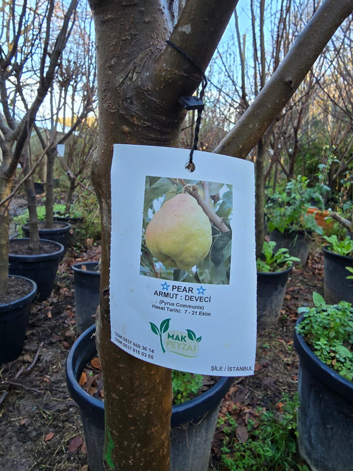 Meyve Ağacı / Armut Ağacı - Deveci - Pyrus Communis L.