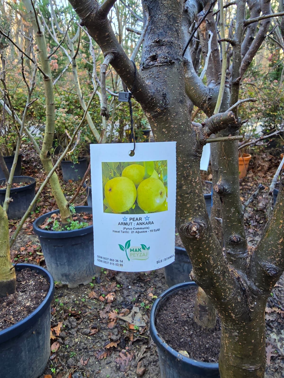 Meyve Ağacı / Armut Ağacı - Ankara - Pyrus Communis L.