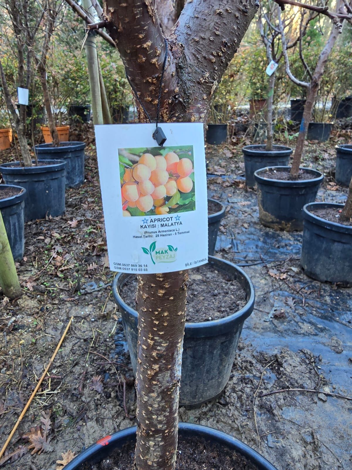 Meyve Ağacı / Kayısı Ağacı - Malatya - Prunus Armeniaca L.