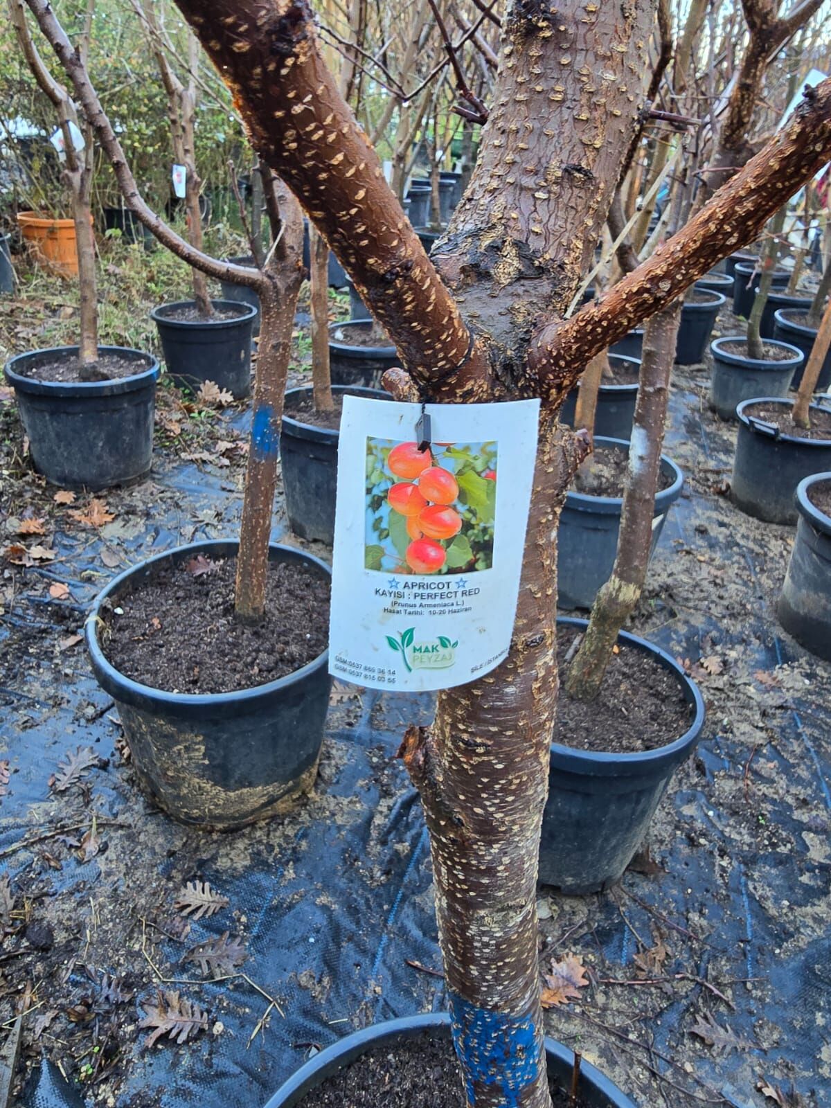 Meyve Ağacı / Kayısı Ağacı - Perfect Red - Prunus Armeniaca L.