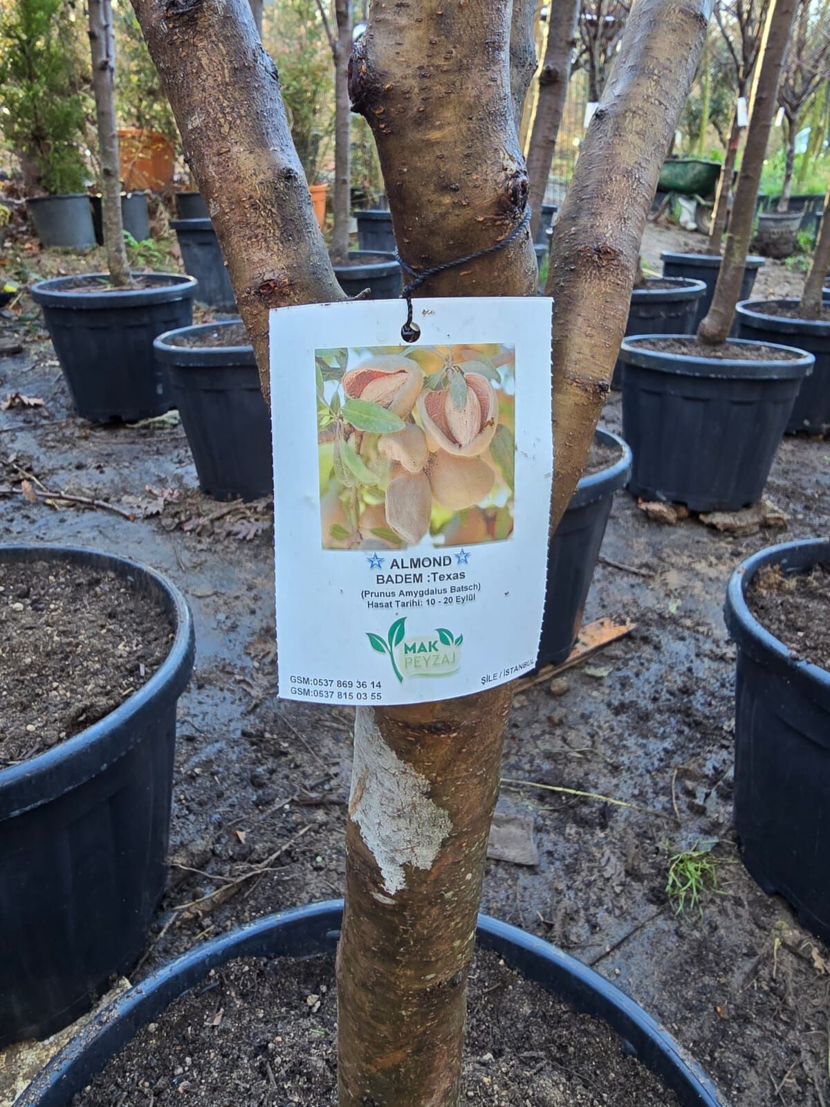 Meyve Ağacı / Badem Ağacı - Texas - Prunus Amygdalus Batsch