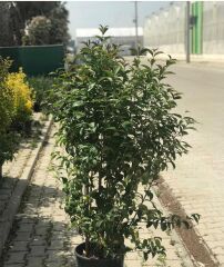 Ligustrum - Kurtbağrı